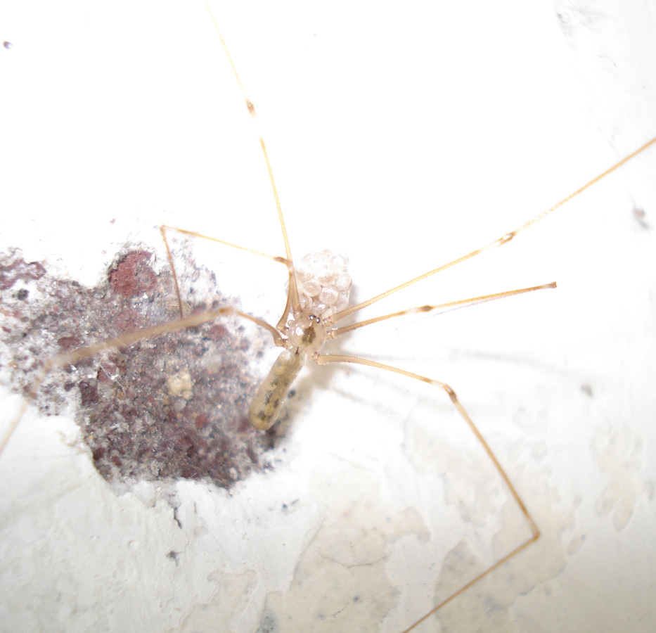 Pholcus phalangioides con uova - Anzio (RM)